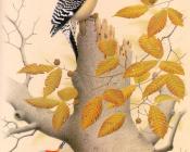 Red-bellied Woodpecker - 威廉·齐默曼